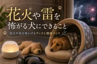 花火や雷を怖がる犬にできること｜音の不安を和らげるグッズと環境づくり