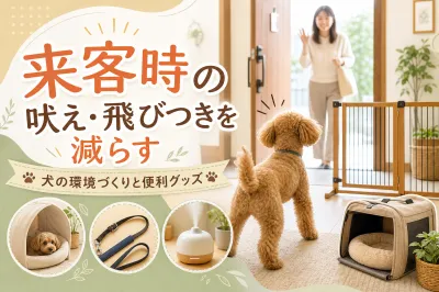 来客時の吠え・飛びつきを減らす犬の環境づくりと便利グッズ