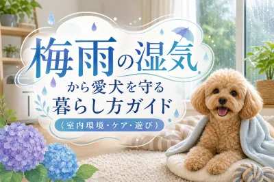 梅雨の湿気から愛犬を守る暮らし方ガイド（室内環境・ケア・遊び）