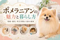 ポメラニアンの魅力と暮らし方｜性格・被毛・吠え対策まで基本を整理