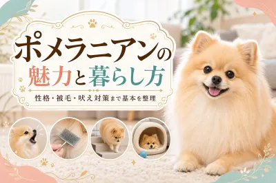 ポメラニアンの魅力と暮らし方｜性格・被毛・吠え対策まで基本を整理