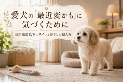 愛犬の「最近変かも」に気づくために｜認知機能低下のサインと暮らしの整え方
