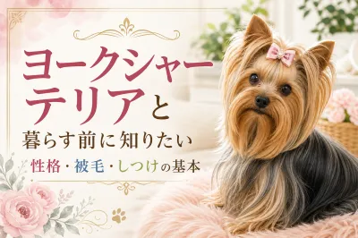 ヨークシャーテリアと暮らす前に知りたい性格・被毛・しつけの基本
