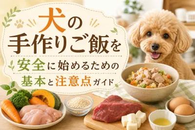 犬の手作りご飯を安全に始めるための基本と注意点ガイド
