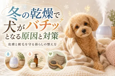 冬の乾燥で犬がバチッとなる原因と対策｜皮膚と被毛を守る暮らしの整え方