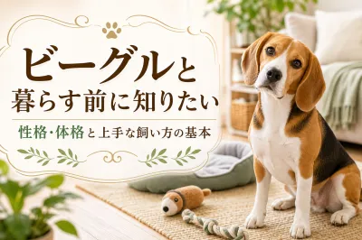 ビーグルと暮らす前に知りたい性格・体格と上手な飼い方の基本
