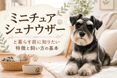ミニチュアシュナウザーと暮らす前に知りたい特徴と飼い方の基本