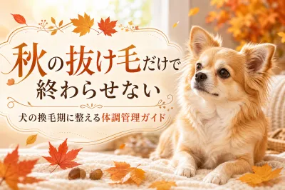 秋の抜け毛だけで終わらせない 犬の換毛期に整える体調管理ガイド