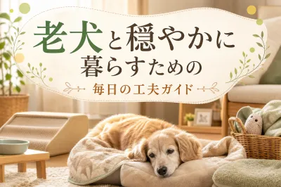 老犬と穏やかに暮らすための毎日の工夫ガイド
