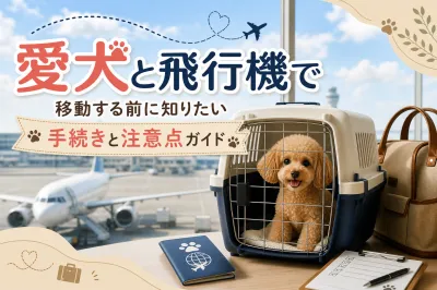愛犬と飛行機で移動する前に知りたい手続きと注意点ガイド