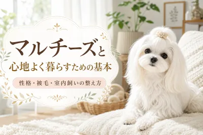 マルチーズと心地よく暮らすための基本：性格・被毛・室内飼いの整え方
