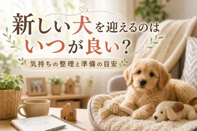 新しい犬を迎えるのはいつが良い？気持ちの整理と準備の目安