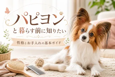 パピヨンと暮らす前に知りたい性格とお手入れの基本ガイド