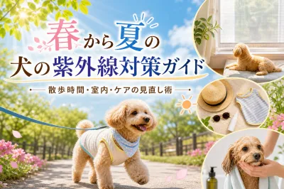 春から夏の犬の紫外線対策ガイド：散歩時間・室内・ケアの見直し術