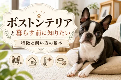 ボストンテリアと暮らす前に知りたい特徴と飼い方の基本