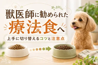 獣医師に勧められた療法食へ上手に切り替えるコツと注意点