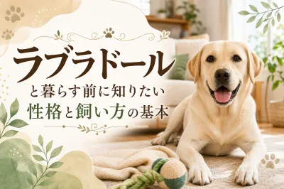 ラブラドールと暮らす前に知りたい性格と飼い方の基本