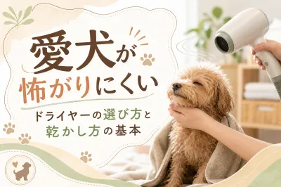 愛犬が怖がりにくいドライヤーの選び方と乾かし方の基本