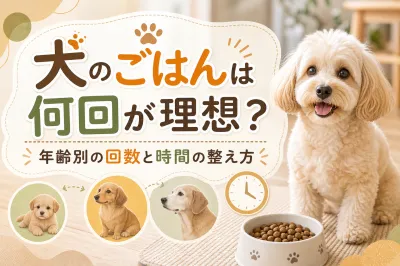犬のごはんは何回が理想？年齢別の回数と時間の整え方