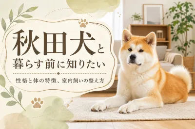秋田犬と暮らす前に知りたい性格と体の特徴、室内飼いの整え方