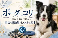 ボーダーコリーと暮らす前に知りたい性格・運動量・しつけの基本