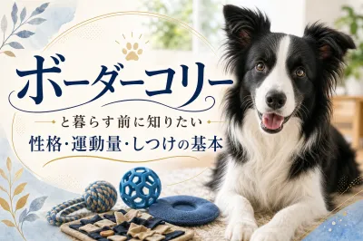 ボーダーコリーと暮らす前に知りたい性格・運動量・しつけの基本